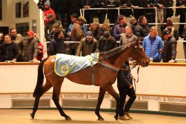 Lot  1876 T D M4795 Tattersalls