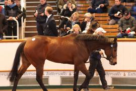 Lot  1965 T D M0015 Tattersalls