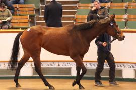 Lot  1965 T D M0030 Tattersalls