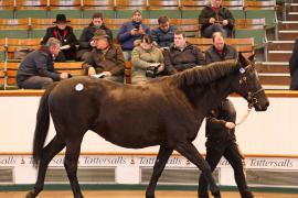 Lot  1973 T D M0104 Tattersalls