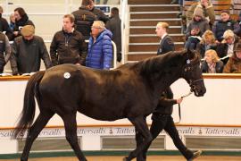 Lot  1973 T D M0125 Tattersalls