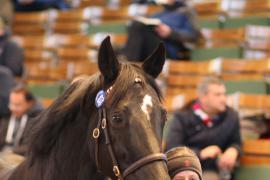 Lot  1973 T D M0153 Tattersalls