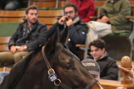 Lot  2058 T D M0413 Tattersalls