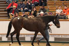 Lot  2058 T D M0422 Tattersalls