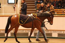 Lot  2112 T D M0583 Tattersalls