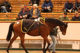 Lot  2112 T D M0590 Tattersalls