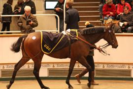 Lot  2113 T D M0653 Tattersalls