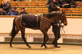 Lot  2114 T D M0739 Tattersalls