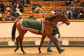 Lot  2129 T D M1031 Tattersalls