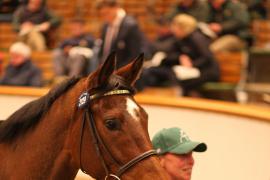 Lot  2129 T D M1052 Tattersalls