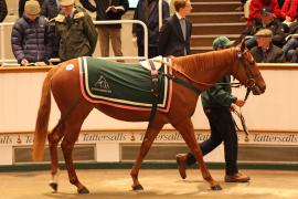 Lot  2131 T D M1095 Tattersalls