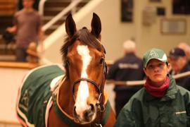 Lot  2140 T D M1456 Tattersalls