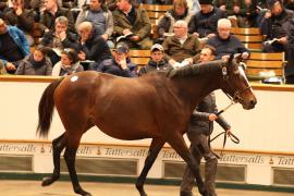 Lot  1878 T D M2432 Tattersalls