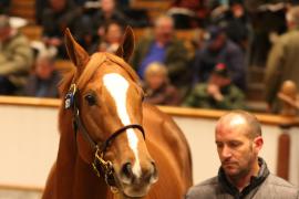 Lot  1871 T D M2241 Tattersalls