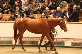 Lot  1871 T D M2250 Tattersalls