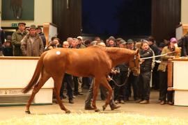 Lot  1871 T D M2269 Tattersalls