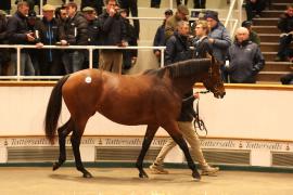 Lot  1865 T D M1980 Tattersalls