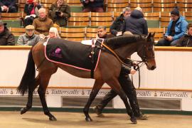 Lot  1838 T D M1742 Tattersalls