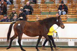 Lot  1796 T D M1040 Tattersalls