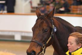 Lot  1796 T D M1010 Tattersalls