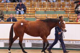 Lot  1805 T D M1539 Tattersalls