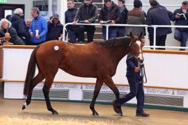 Lot  1805 T D M1511 Tattersalls