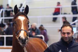 Lot  1805 T D M1601 Tattersalls