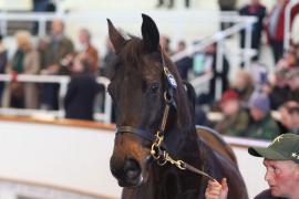 Lot  1752 T D M0810 Tattersalls