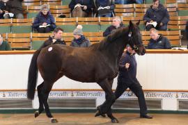 Lot  1752 T D M0757 Tattersalls