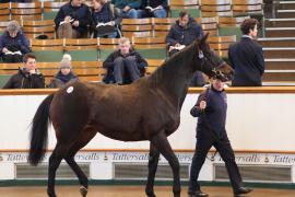 Lot  1752 T D M0786 Tattersalls