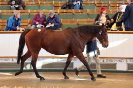 Lot  1718 T D M0655 Tattersalls