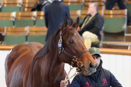 Lot  1718 T D M0716 Tattersalls