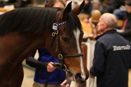 Lot  1605 T D M5586 Tattersalls