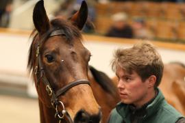 Lot  1640 T D M5657 Tattersalls