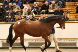 Lot  1605 T D M5523 Tattersalls