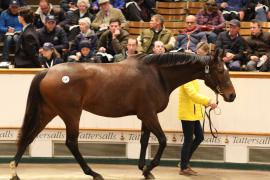 Lot  1597 T D M5328 Tattersalls