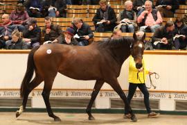 Lot  1597 T D M5374 Tattersalls