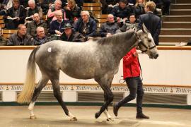 Lot  1590 T D M5255 Tattersalls