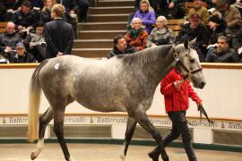 Lot  1590 T D M5260 Tattersalls