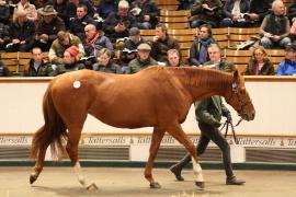 Lot  1577 T D M4903 Tattersalls