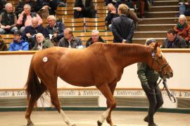 Lot  1577 T D M4911 Tattersalls