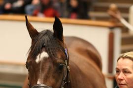 Lot  1572 T D M4722 Tattersalls