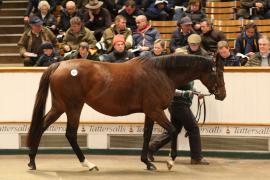 Lot  1572 T D M4726 Tattersalls