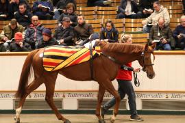 Lot  1568 T D M4399 Tattersalls