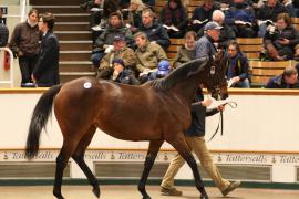 Lot  1558 T D M4339 Tattersalls