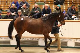 Lot  1558 T D M4322 Tattersalls