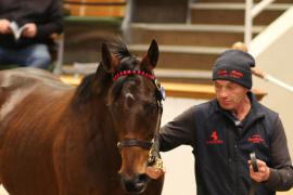 Lot  1558 T D M4332 Tattersalls