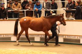 Lot  1553 T D M4161 Tattersalls