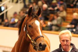 Lot  1553 T D M4211 Tattersalls