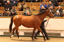 Lot  1553 T D M4132 Tattersalls